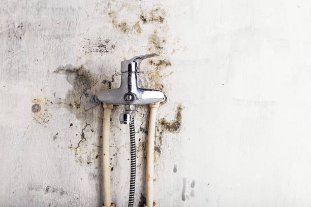 Mold Removal and Inspection in Tiffin, IA