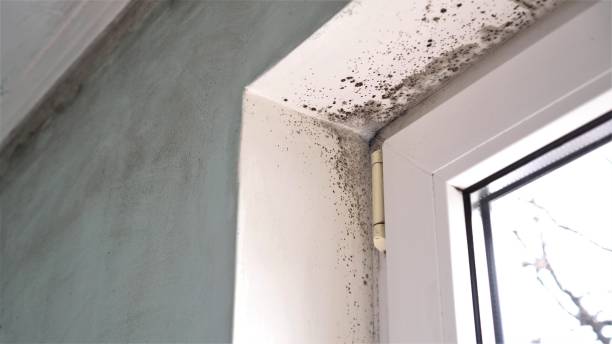 Best Home Mold Removal  in Tiffin, IA